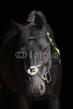 Fototapety Amazing black stallion head on a black background