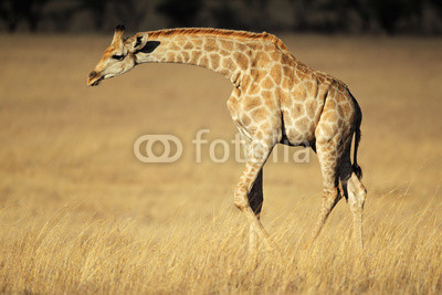 Giraffe in open grassland
