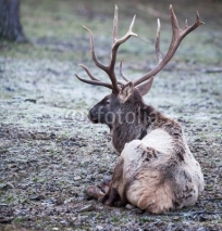 Fototapety mighty deer in nature on a frosty winter day