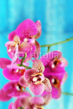 Naklejki Beautiful orchid on blue background