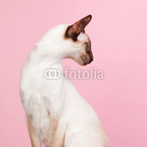 Fototapety Siamese cat