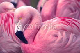 Naklejki Chilean Pink Flamingo