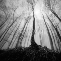 Fototapety Fog forest