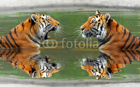 Naklejki Siberian Tigers in water