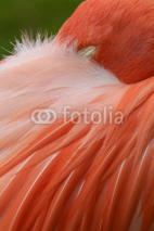 Naklejki Close up pink flamingo