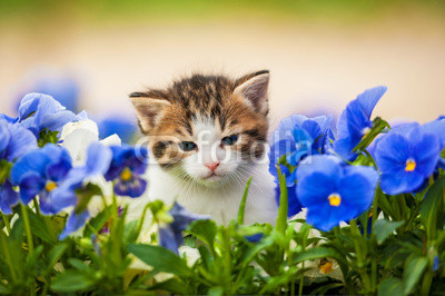 Adorable kitten in the flowers