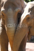 Naklejki Asiatic Elephants (Elephas maximus)