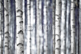 Obrazy i plakaty Birch trees  in blue