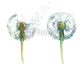 Fototapety couple od dandelions