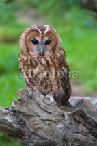 Naklejki Tawny Owl