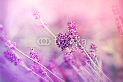 Soft focus on lavender