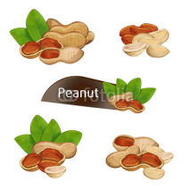 Peanut kernel in nutshell with green leaves set isolated on white background vector illustration. Organic food ingredient, traditional snack. Peanut nut seed whole and shelled, groundnut collection