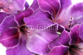 Naklejki Beautiful gladiolus flower close up