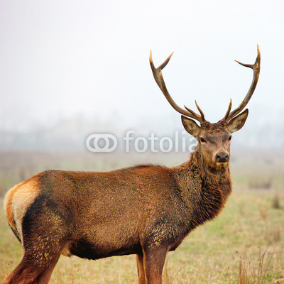 red deer stag