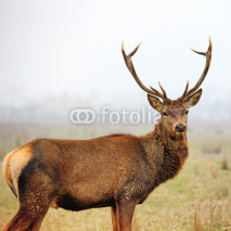 Fototapety red deer stag