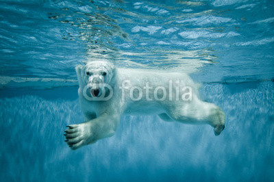 Swimming Thalarctos Maritimus (Ursus maritimus) - Polar bear