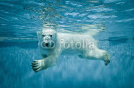 Obrazy i plakaty Swimming Thalarctos Maritimus (Ursus maritimus) - Polar bear