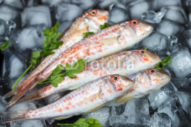 Fototapety Fresh fish