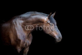Naklejki Horse head isolated on black background