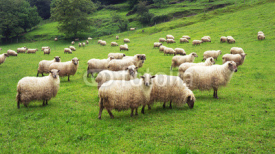 Fototapety flock of sheep