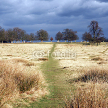 Fototapety Landscape of Richmond Park