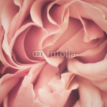 Naklejki Pink Rose Abstract