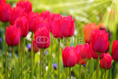 Frühlingsanfang - Rote Tulpen im Sonnenlicht