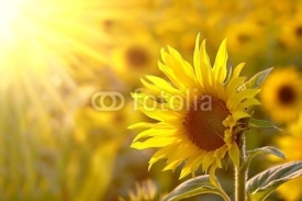 Naklejki Sunflower on a meadow in the light of the setting sun