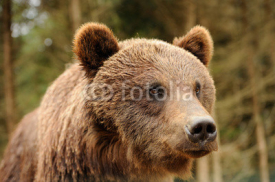 Naklejki Bear