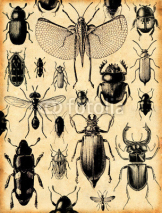 Obrazy i plakaty fond insectes rétro