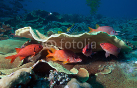 Obrazy i plakaty Photo of coral colony