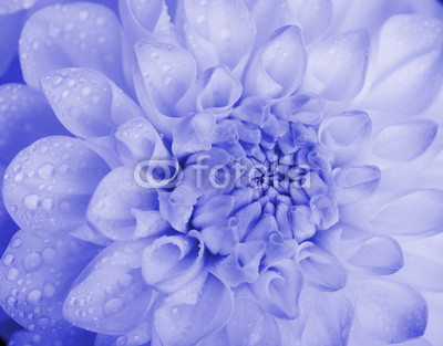 Blue toned dahlia with water drops. Close-up.