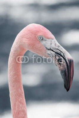 Pink flamingos against blurred background