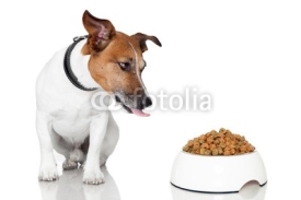 Naklejki dog bowl hungry meal eat