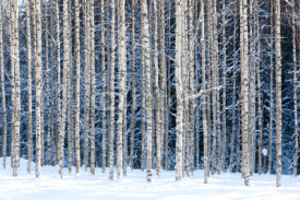 Naklejki Snowy birches