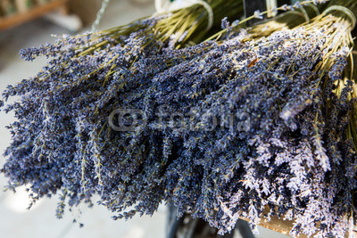 Bouquet of dried Lavandin, Fontaine-de-Vaucluse, Vaucluse, Prove