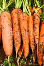 Naklejki Fresh organic carrot