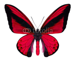 Obrazy i plakaty beautiful butterfly isolated on white