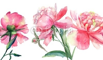 Beautiful Peonies flowers, Watercolor painting