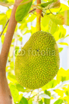 Naklejki jackfruit