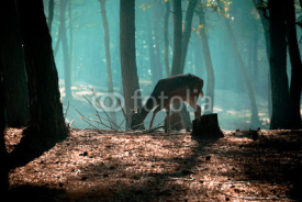 Naklejki young deer posing in the forest