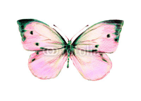 Fototapety butterflies design