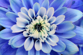 Naklejki Macro of blue flower aster