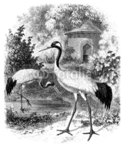 Fototapety Bird : Crane - Grue - Kranich