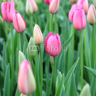 Field of beautiful pink tulips