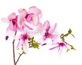 Naklejki magnolia flower on white