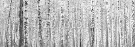 Fototapety The trunks of birch trees. Black and white panorama with birches in retro style.