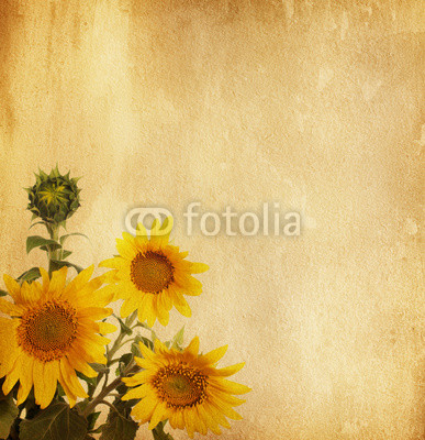 aged paper texture with sunflowers
