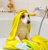 Naklejki Dog taking a bath in a bathtub
