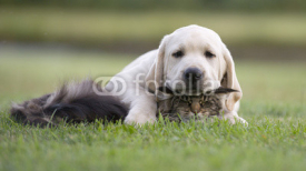 Fototapety dog and kitten